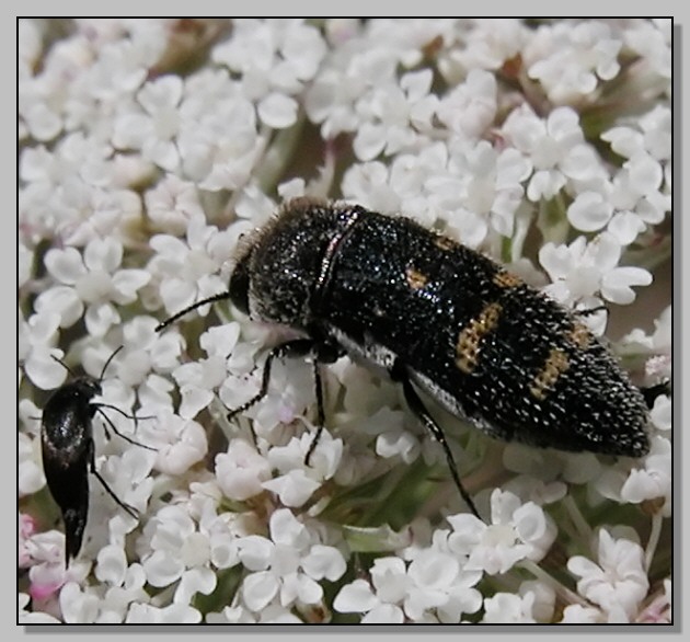 Acmaeoderella flavofasciata, Stenopterus ater e Anthaxia